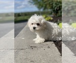 Small #3 Havanese