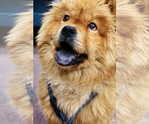 Chow Chow Dogs for adoption in Prescott, Ontario, Canada