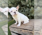 Image preview for Ad Listing. Nickname: Leo