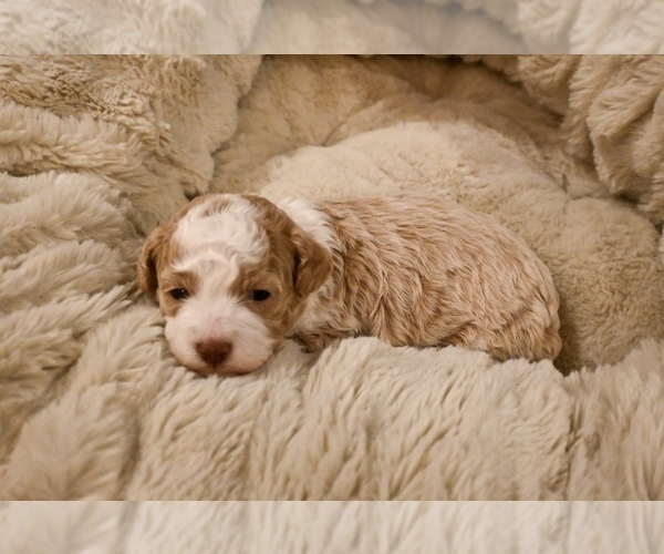 Medium Photo #7 Havapoo Puppy For Sale in GUTHRIE, KY, USA