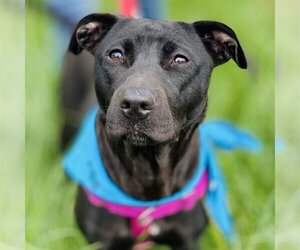 Sooney *Adopt or Foster* - Female Labrador Retriever-Unknown Mix Dog for Adoption - Photo #8