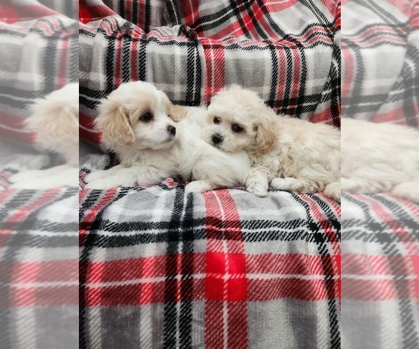 Medium Photo #2 Maltese-Poodle (Toy) Mix Puppy For Sale in GRANDVILLE, MI, USA