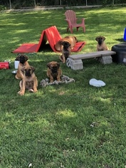 Boerboel Puppy for sale in FORT WAYNE, IN, USA