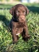 Small Photo #3 Labrador Retriever Puppy For Sale in EATONVILLE, WA, USA