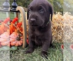 AKC Chocolates - Male Labrador Retriever Puppy for Sale - Photo #2