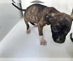 Small American Pit Bull Terrier Mix