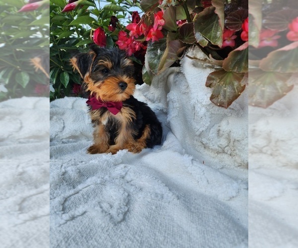 Medium Photo #3 Yorkshire Terrier Puppy For Sale in INDIANAPOLIS, IN, USA