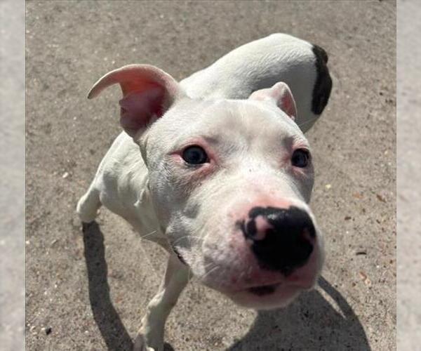 Medium Photo #1 American Pit Bull Terrier Puppy For Sale in Houston, TX, USA