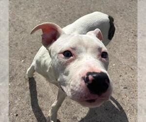 American Pit Bull Terrier Dogs for adoption in Houston, TX, USA