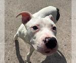 Small American Pit Bull Terrier