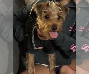 Yorkshire Terrier Puppy for sale in NORTH MYRTLE BEACH, SC, USA