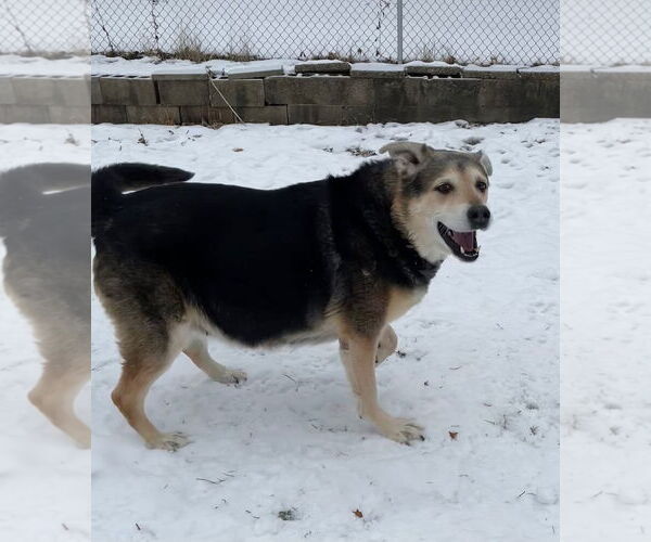 Medium Photo #3 German Shepherd Dog Puppy For Sale in Techny, IL, USA