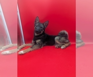 Norwegian Elkhound Puppy for sale in GOSHEN, IN, USA