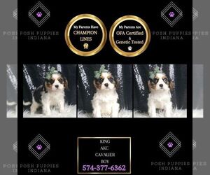 Cavalier King Charles Spaniel Puppy for sale in WARSAW, IN, USA