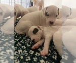 Small Photo #12 Dogo Argentino Puppy For Sale in ARLINGTON, TX, USA