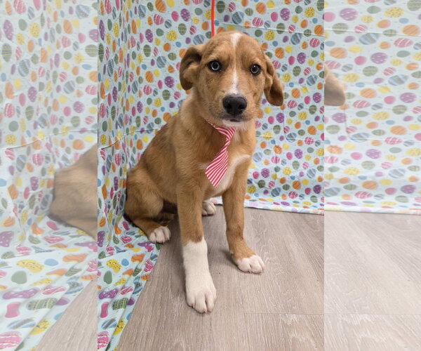 Medium Photo #3 Anatolian Shepherd-Australian Shepherd Mix Puppy For Sale in Attalka, AL, USA