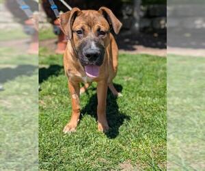 Great Dane-Siberian Husky Mix Dogs for adoption in Vaughan, Ontario, Canada