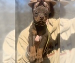 Small Photo #7 Doberman Pinscher Puppy For Sale in BARNETT, MO, USA