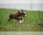 Small Photo #4 Miniature Australian Shepherd Puppy For Sale in PALM COAST, FL, USA