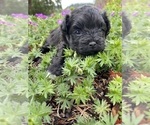 Small Photo #11 Mal-Shi-Poodle (Toy) Mix Puppy For Sale in OREGON CITY, OR, USA