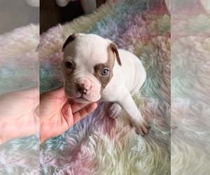 Medium American Bulldog