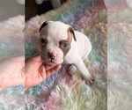 Puppy Puppy 3 American Bulldog