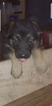 Small Photo #2 German Shepherd Dog Puppy For Sale in BRECKENRIDGE HILLS, MO, USA