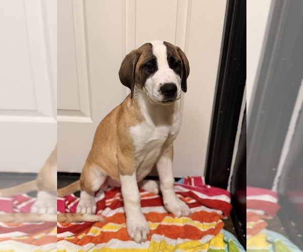 Medium Photo #17 Great Dane Puppy For Sale in SUMMERVILLE, SC, USA