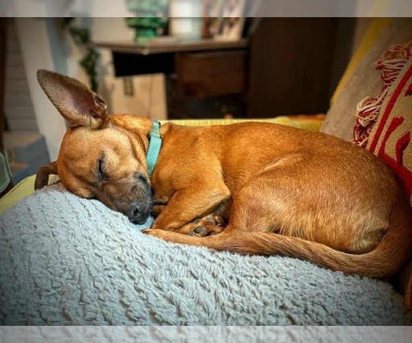 Medium Photo #14 Dachshund-Unknown Mix Puppy For Sale in Arlington, VA, USA