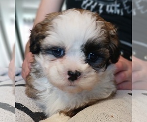 Maltese-Poodle (Toy) Mix Puppy for Sale in BURLINGTON, Massachusetts USA