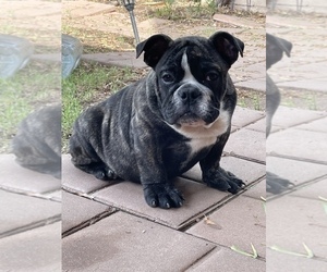 English Bulldog Puppy for sale in TEMPE, AZ, USA