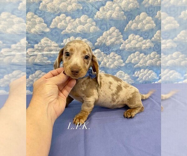 Medium Photo #1 Dachshund Puppy For Sale in WINNSBORO, LA, USA