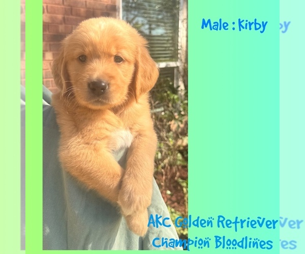 Medium Photo #1 Golden Retriever Puppy For Sale in SUGAR LAND, TX, USA