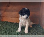 Small Photo #17 Poodle (Miniature) Puppy For Sale in FILLMORE, UT, USA