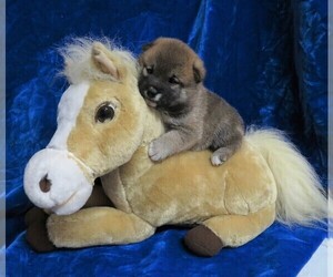 Shiba Inu Puppy for sale in NORWOOD, MO, USA