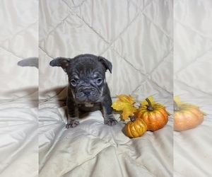 French Bulldog Puppy for sale in FORT WORTH, TX, USA