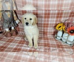 Small Photo #51 Golden Retriever Puppy For Sale in FALCON, CO, USA