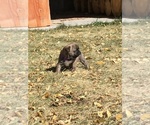 Small Photo #26 Buggs Puppy For Sale in AFTON, WY, USA