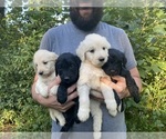 Small #2 Goldendoodle