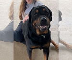 Small #5 Rottweiler