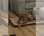 Small #1 Mutt