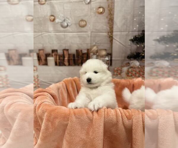 Medium Photo #7 Samoyed Puppy For Sale in DALY CITY, CA, USA
