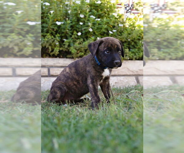 Medium Photo #3 Boxer Puppy For Sale in Dana Point, CA, USA
