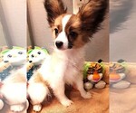 Small #2 Papillon
