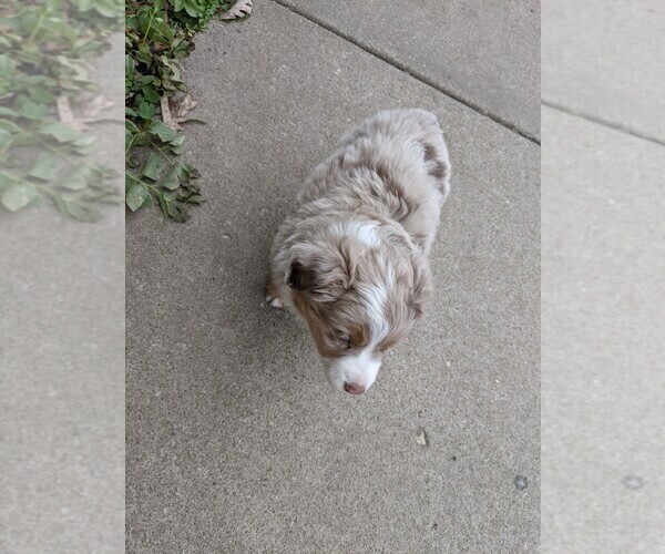 Medium Photo #1 Australian Shepherd Puppy For Sale in NIANGUA, MO, USA