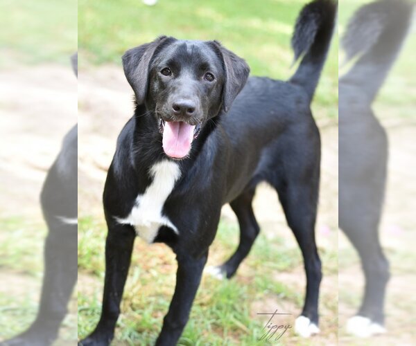 Medium Photo #2 Mutt Puppy For Sale in The Woodlands, TX, USA