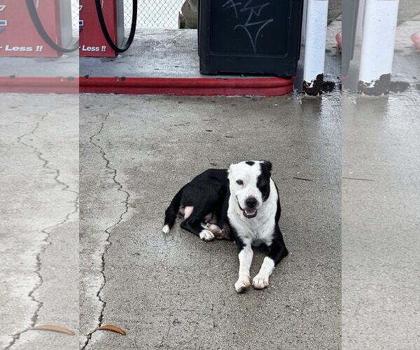 Medium Photo #3 Mutt Puppy For Sale in Miami, FL, USA