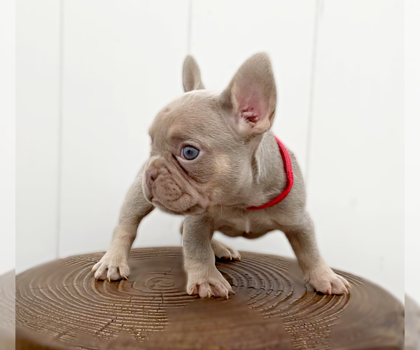 Medium Photo #3 French Bulldog Puppy For Sale in LEHIGH ACRES, FL, USA