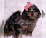 Small #2 Goldendoodle (Miniature)