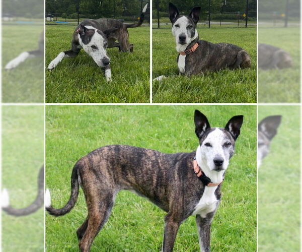 Medium Photo #2 American Pit Bull Terrier-Catahoula Leopard Dog Mix Puppy For Sale in Fort Wayne, IN, USA